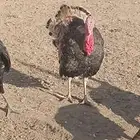 ذكور دجاج الرومي