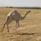 حاشي لا البيع عمره6 شهور