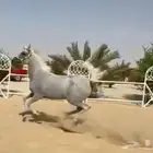 فرس واهو
