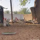 ديوك فيومي قولد أصل