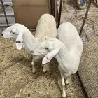 غنم