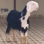 طلي خصم العمر تقريبا 7شهور