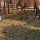 صفرا كفو خفوت للبيع صفر