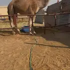 فحل احمر باتلي من منقية ابن قروش