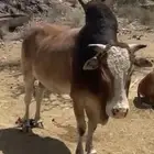 ثور فحل مشروط