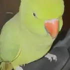 درة متكلم