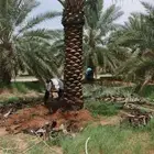 نخل عربي وشنطن جميع المقاست
