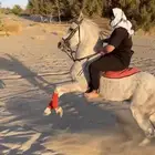 حصان شعبي شيخ