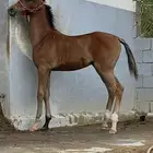 مهر للبيع