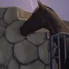 حصان شعبي شيخ