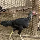 دجاجه شامو باكستاني