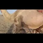 عدد 2 ناقة خلفات سواحل