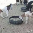 تيوس وجفرة
