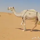 وضحا طيبه