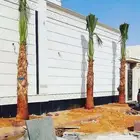 نخل واشنطني زينه واشنطونيا