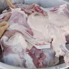 تيوس وجفار وطليان هرافي فل الفل حنيذ بالمرخ