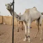 هجن