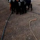 تيوس عوارض مقفلات