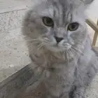 قط مفقود في حي الفيصلية