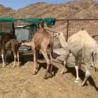 قعدان جزر للبيع