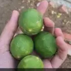 شتلات ليمون بن زهير مع التوصيل لجميع مدن المملكه