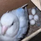 زوج روز