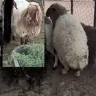 خمس غنم نعيمي (4شياه رخال و 1خروف) غنم