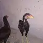 دجاج باكستاني للبيع 