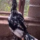 زوج دجاج سندي فاخر