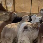 ذبايح رفيدي فل شحم