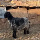 فحل نجدي احمر نادر