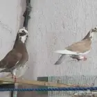 زوج حمام ضايع