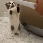 سكوتش منشكن