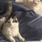 ابغا احد ياخذ قططي الإجازة هاذي