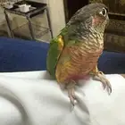 كنيور