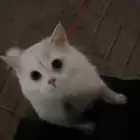 قطط اخوان للتزاوج