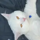 قط شيرازي باملج