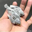 فروخ جاوا تربيه .. سيلفر 70 للحبه