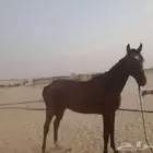 فرس انجليزيه