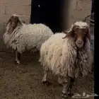 نعيم للبيع العددد 3