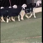 رخال نجد