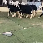 رخال نجد
