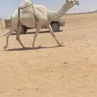 لقحه لها 8 شهور