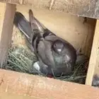 مطلوب حمام سلفر فقط
