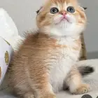 استضافة القطط