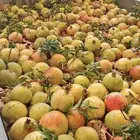 رمان فاخر حبات كبير وحمر وحالي