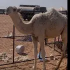 قعود حيسوني الموقع حايل رقم الجوال