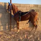 حصان عربي فاخر