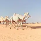 نياق الكفوو