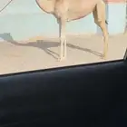 لقيه شكل وسلاله